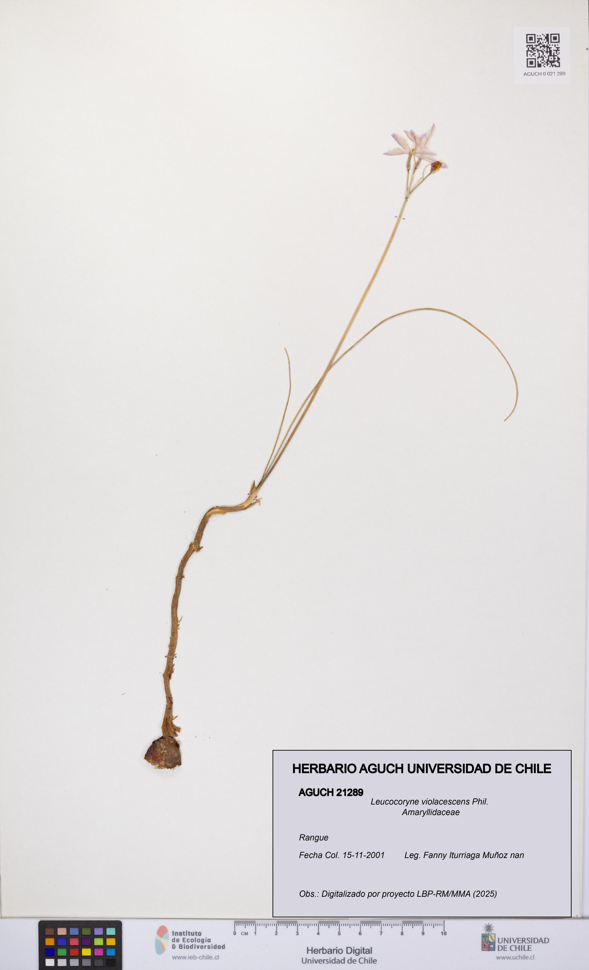 Leucocoryne violacescens [Espécimen: UCH:AGUCH:0021289]