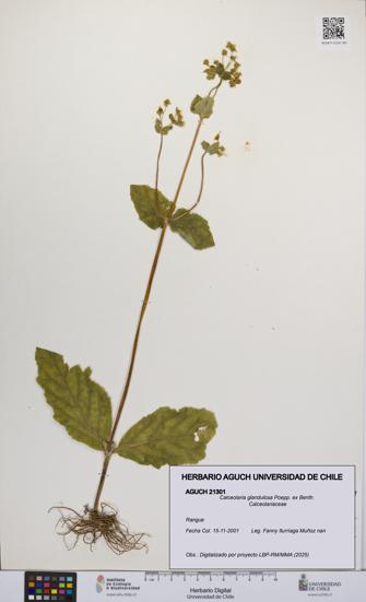Calceolaria glandulosa [Espécimen: UCH:AGUCH:0021301]