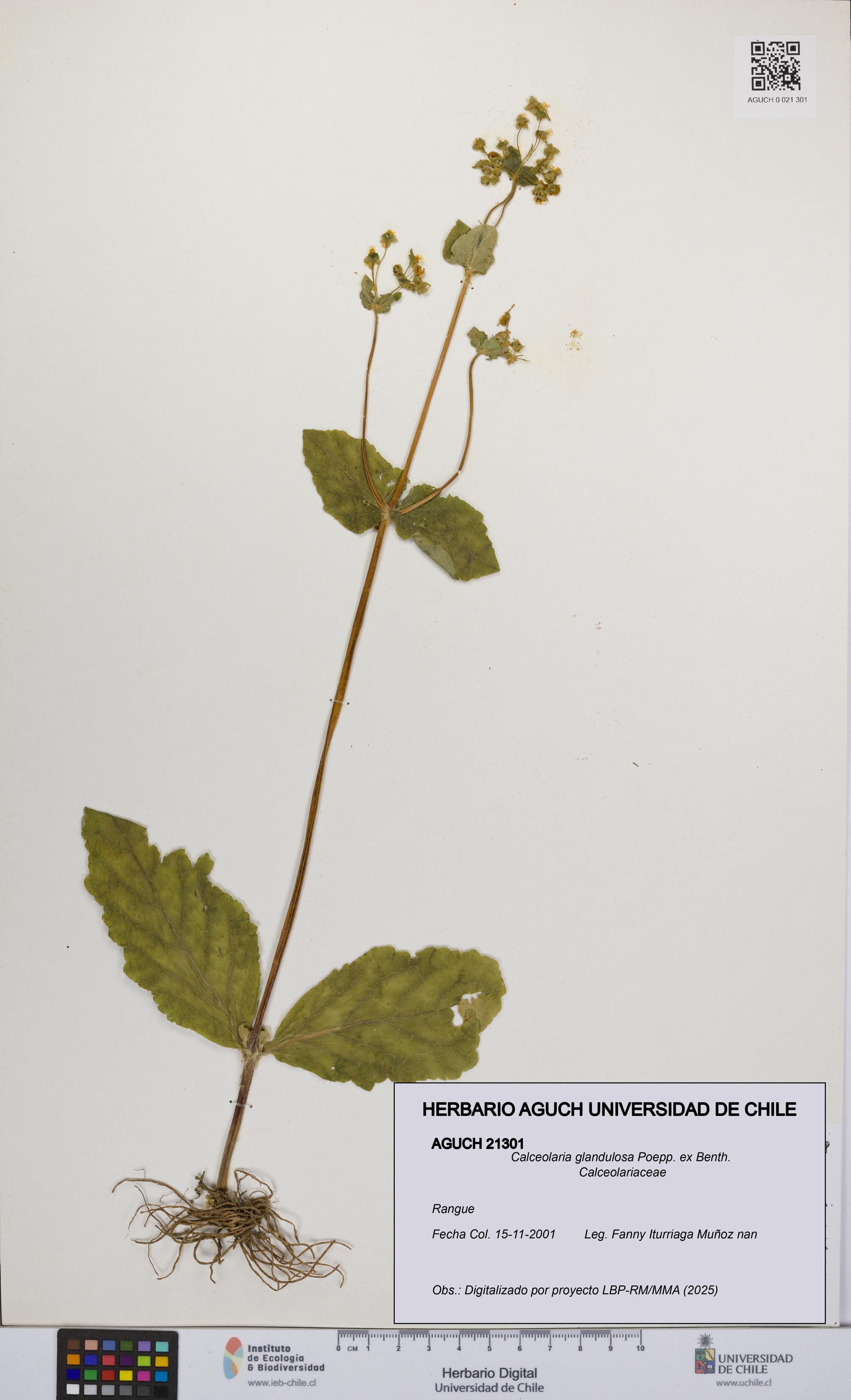 Calceolaria glandulosa [Espécimen: UCH:AGUCH:0021301]