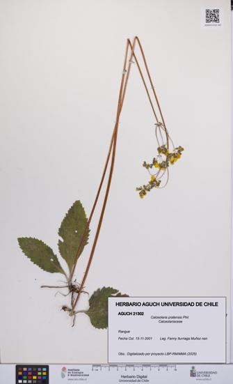 Calceolaria pratensis [Espécimen: UCH:AGUCH:0021302]
