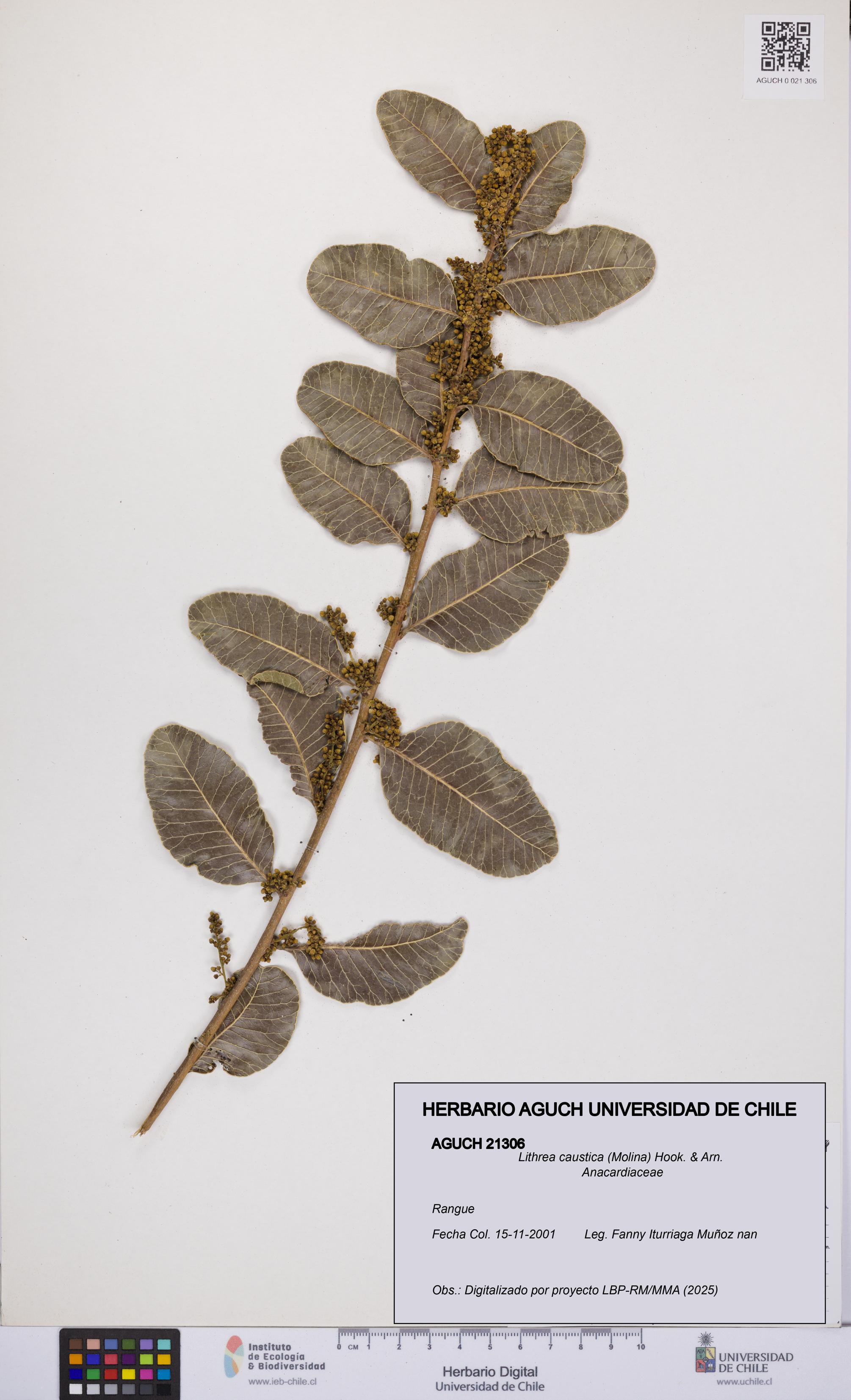 Lithrea caustica [Espécimen: UCH:AGUCH:0021306]