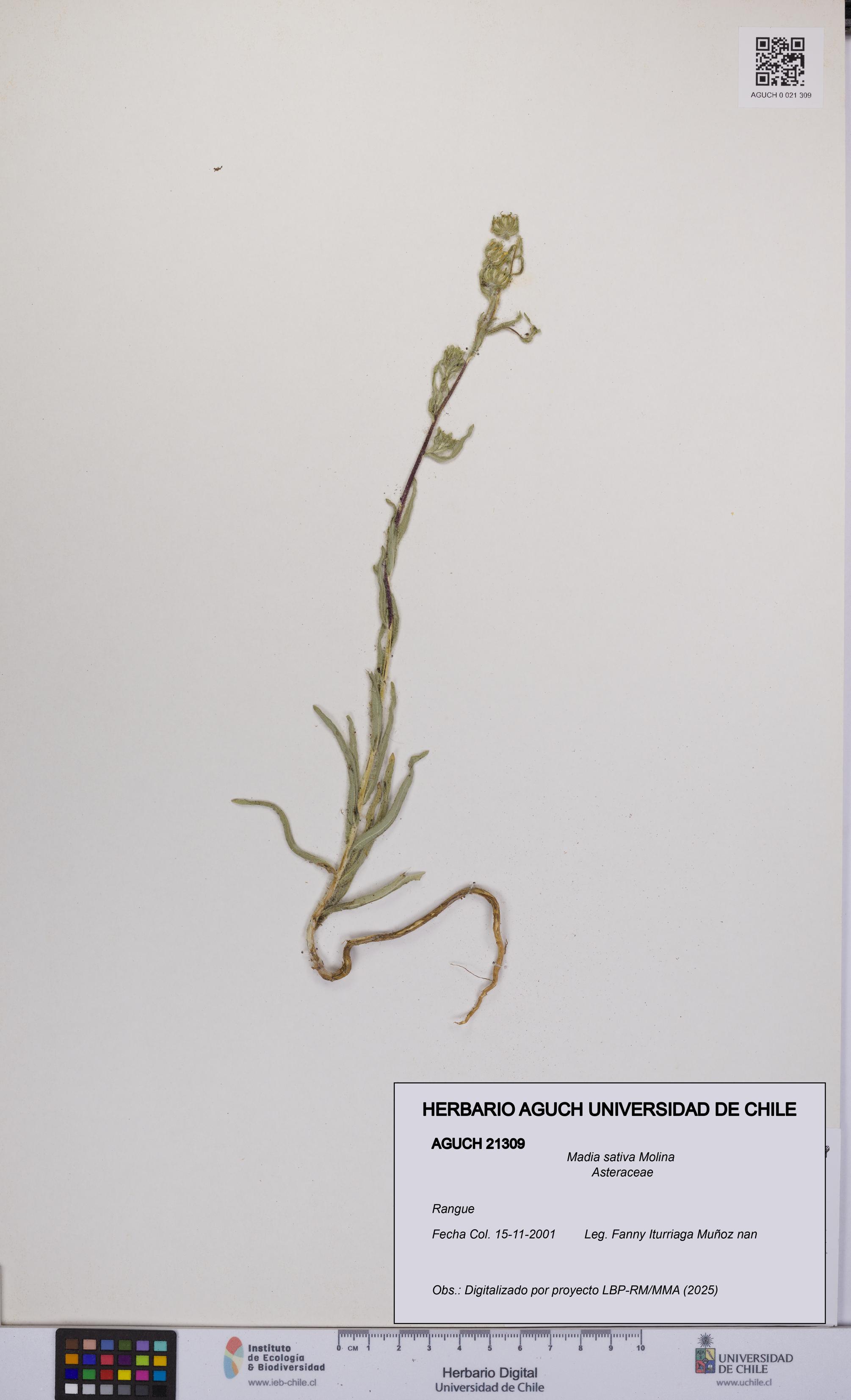 Madia sativa [Espécimen: UCH:AGUCH:0021309]