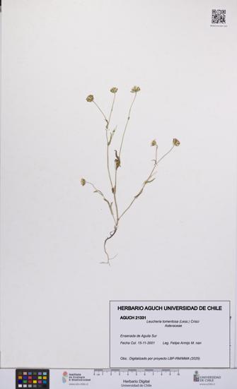 Leucheria tomentosa [Espécimen: UCH:AGUCH:0021331]