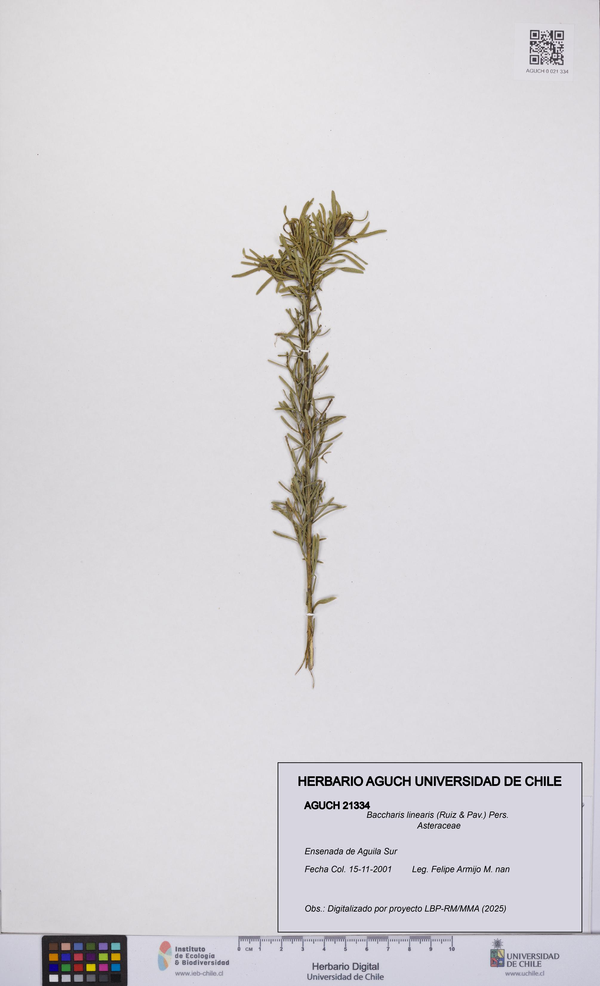 Baccharis linearis [Espécimen: UCH:AGUCH:0021334]