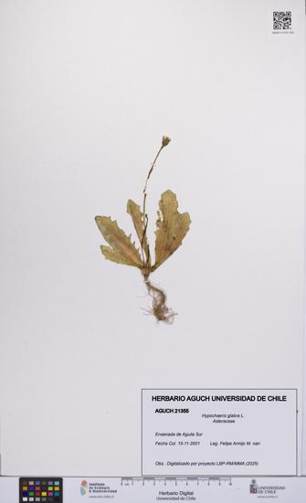 Hypochaeris glabra [Espécimen: UCH:AGUCH:0021355]