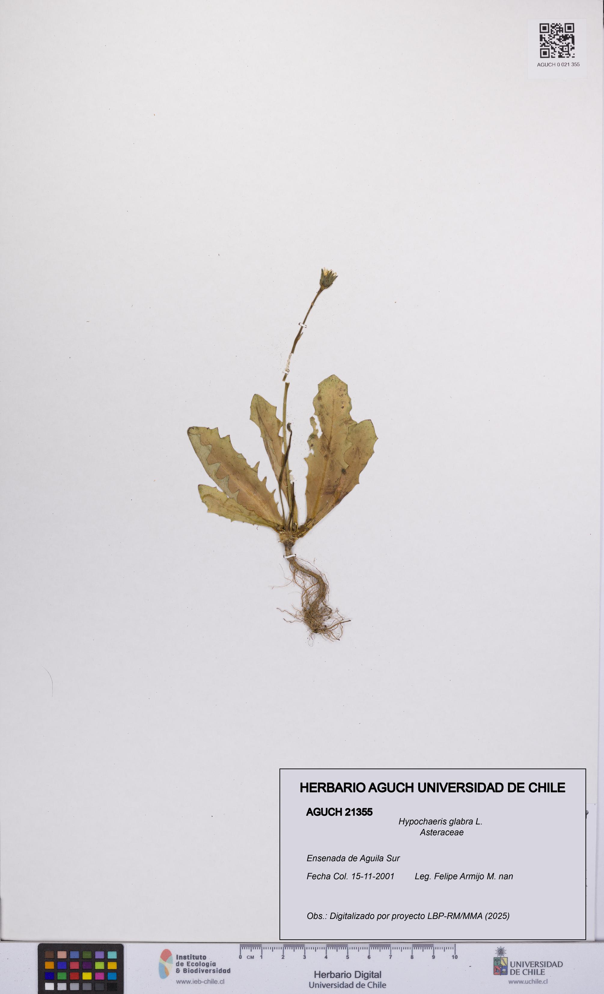 Hypochaeris glabra [Espécimen: UCH:AGUCH:0021355]