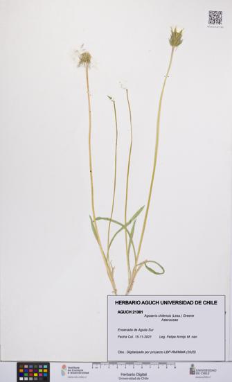 Agoseris chilensis [Espécimen: UCH:AGUCH:0021361]