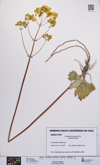 Calceolaria pratensis [Espécimen: UCH:AGUCH:0021370]