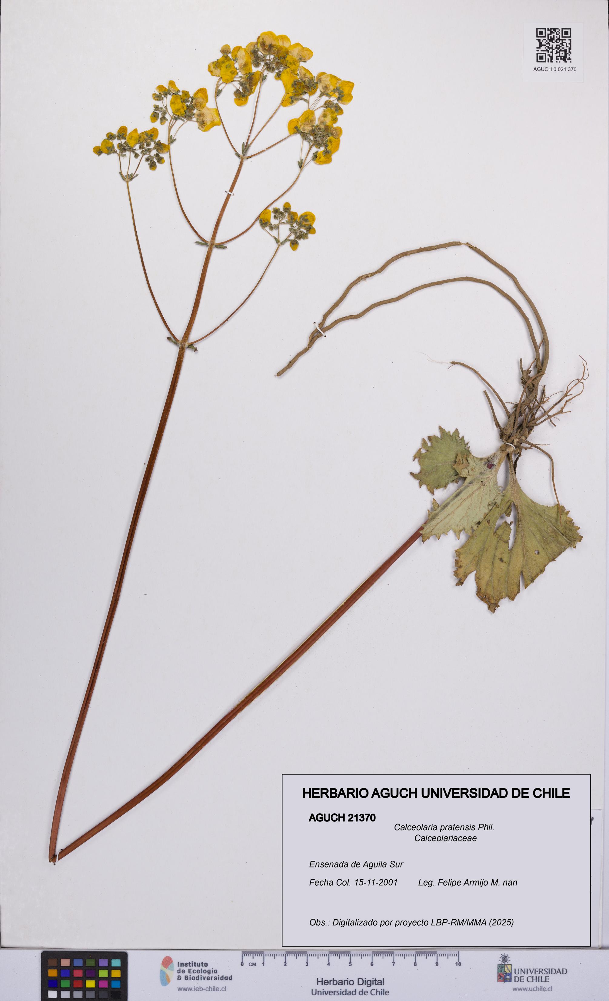 Calceolaria pratensis [Espécimen: UCH:AGUCH:0021370]