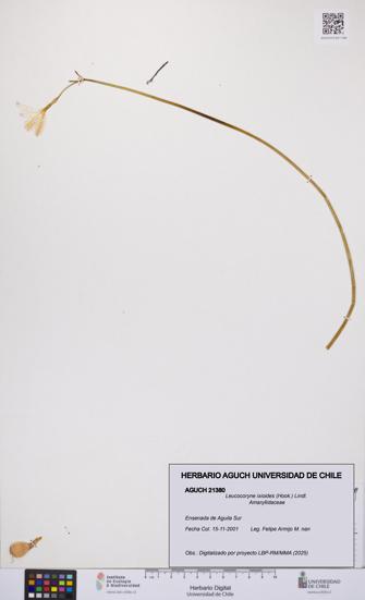 Leucocoryne ixioides [Espécimen: UCH:AGUCH:0021380]