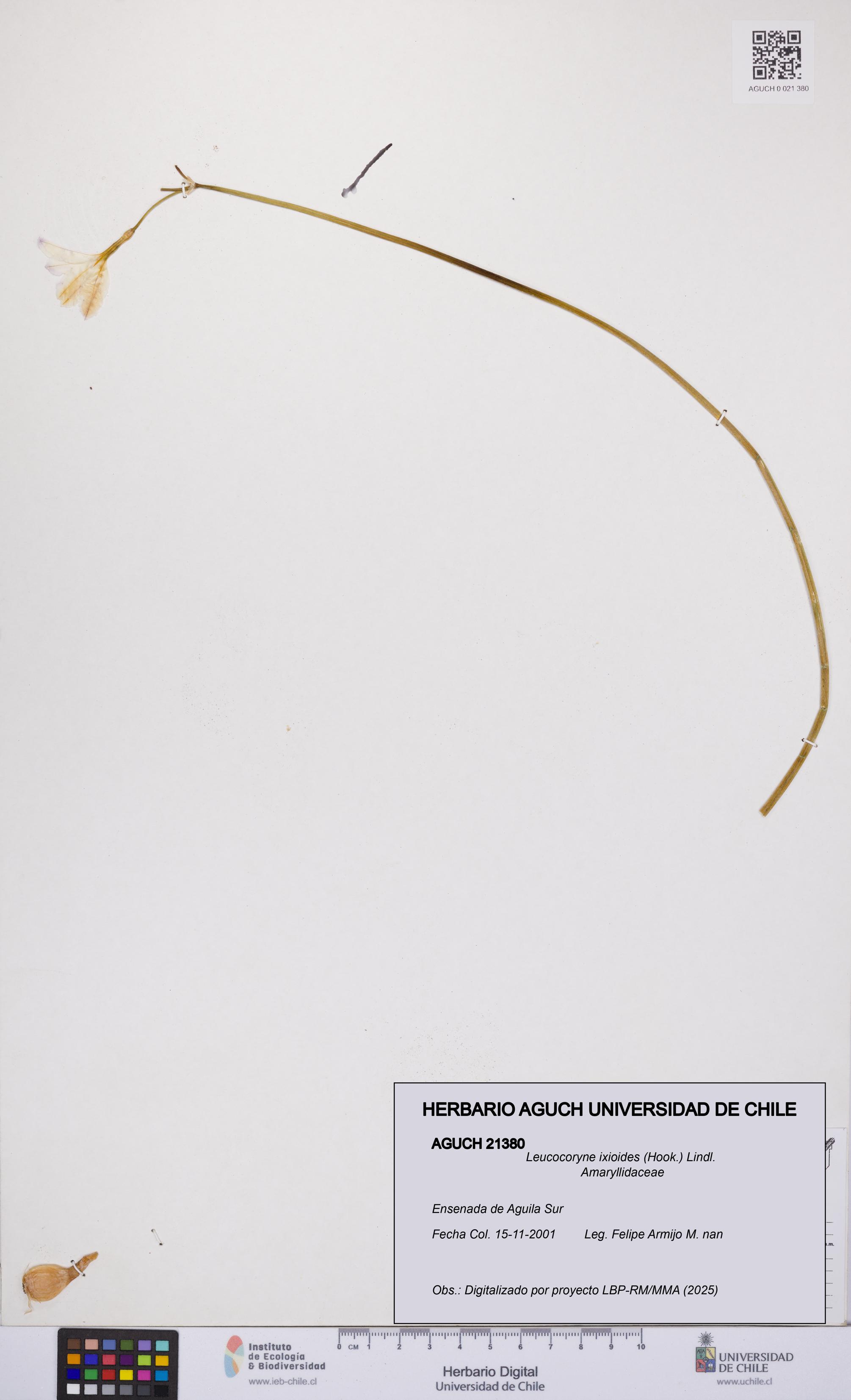Leucocoryne ixioides [Espécimen: UCH:AGUCH:0021380]