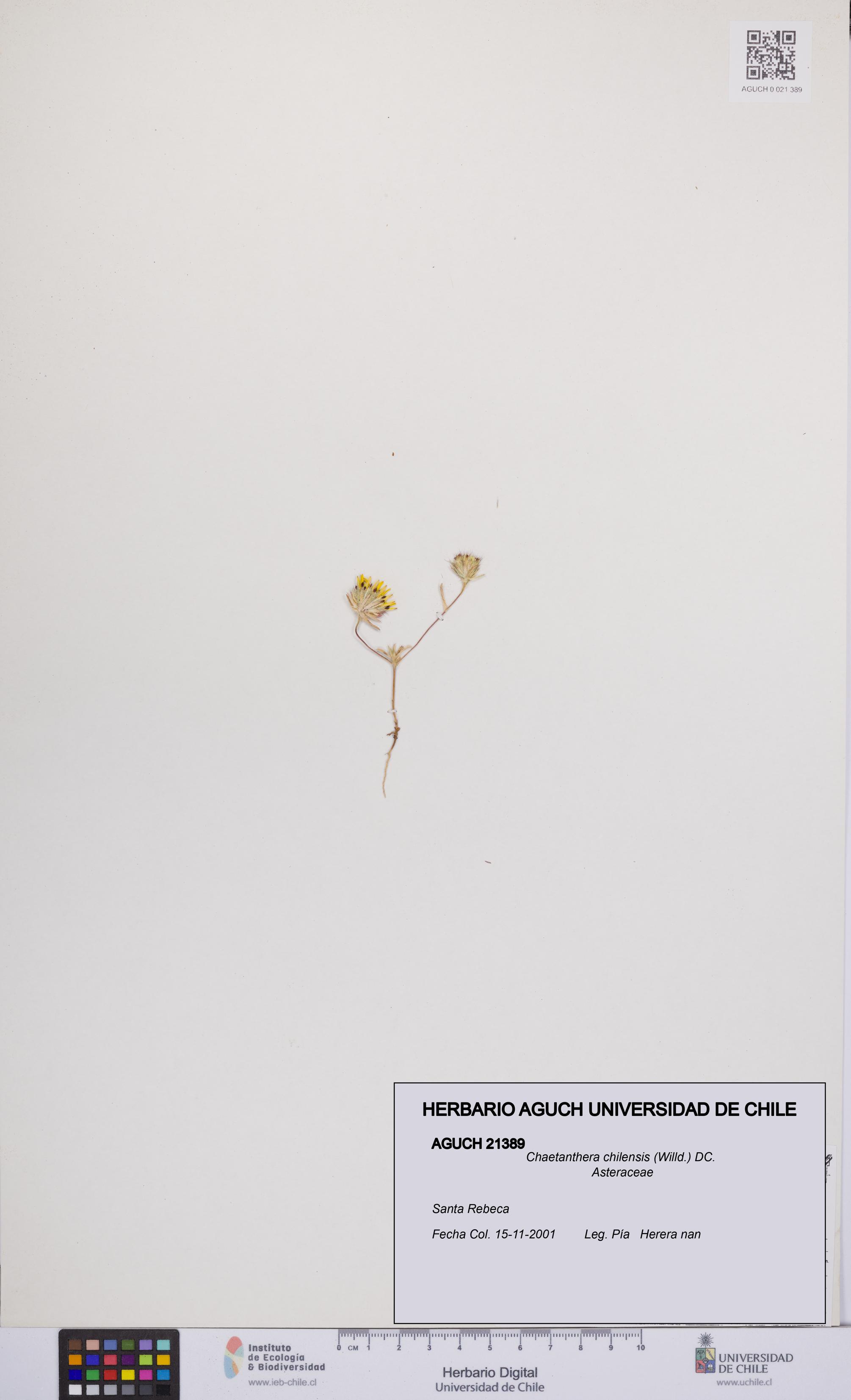 Chaetanthera chilensis [Espécimen: UCH:AGUCH:0021389]