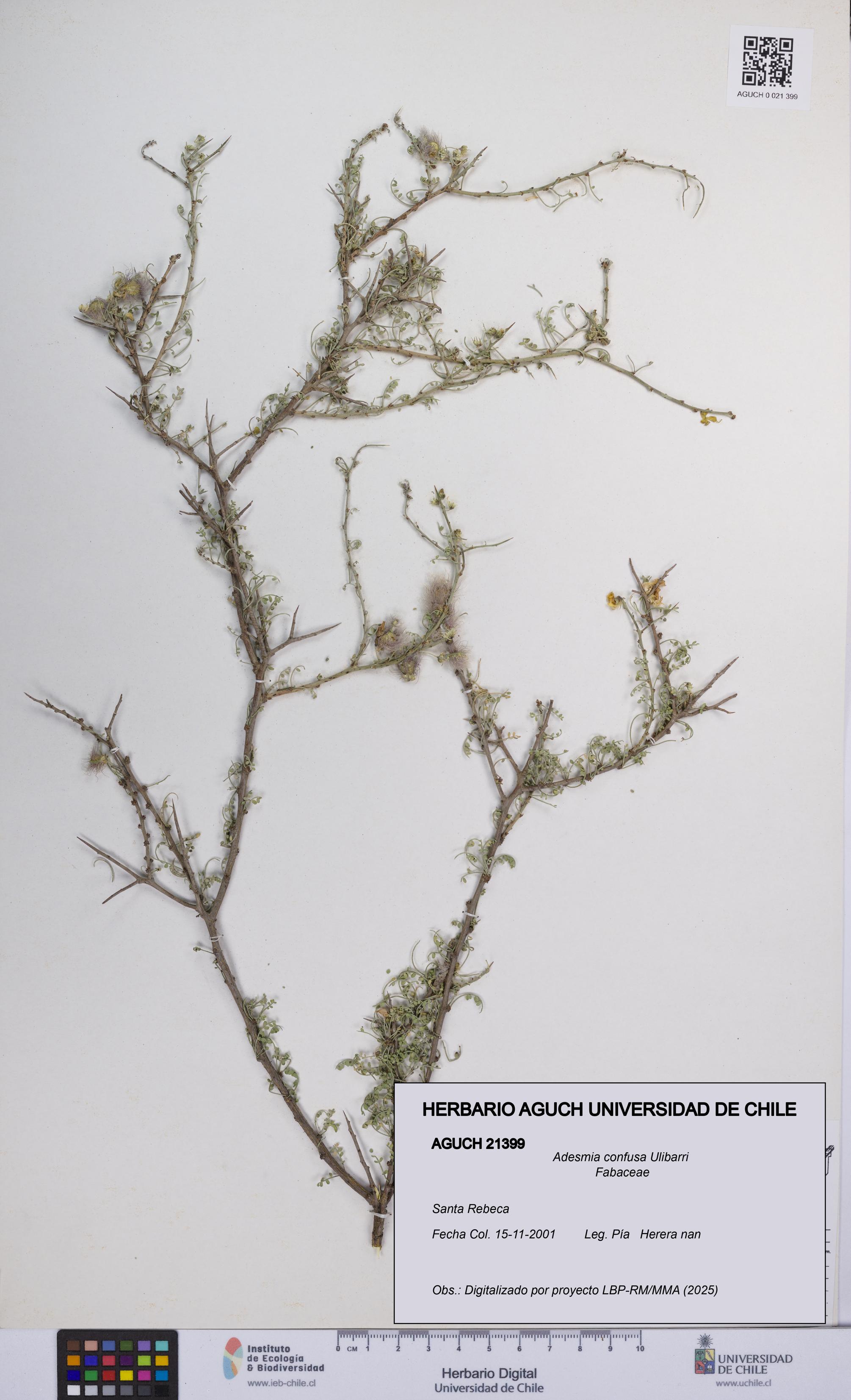 Adesmia confusa [Espécimen: UCH:AGUCH:0021399]