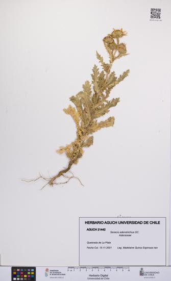 Senecio adenotrichius [Espécimen: UCH:AGUCH:0021442]