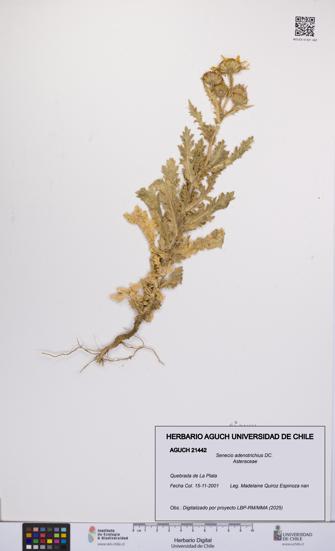 Senecio adenotrichius [Espécimen: UCH:AGUCH:0021442]