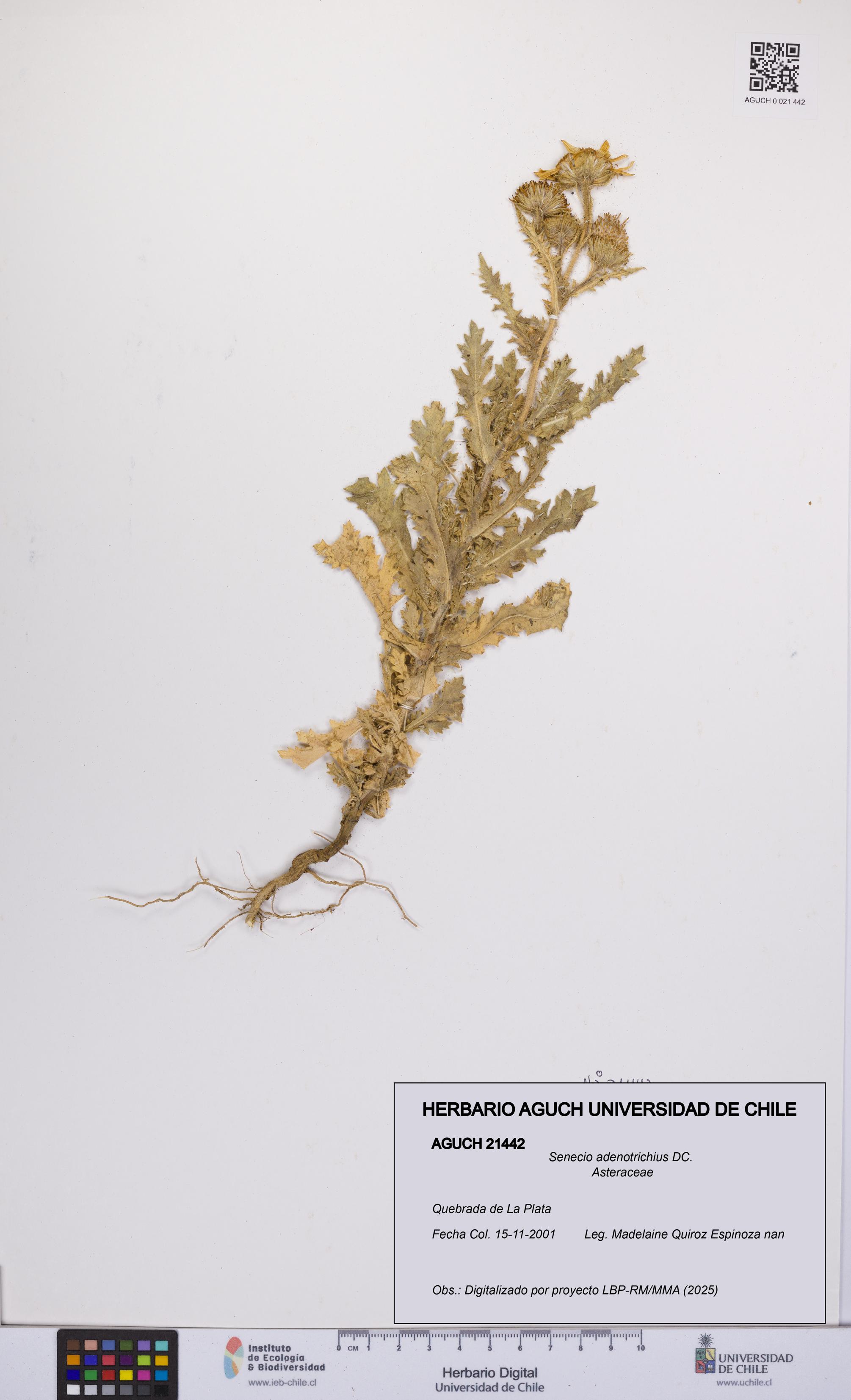 Senecio adenotrichius [Espécimen: UCH:AGUCH:0021442]