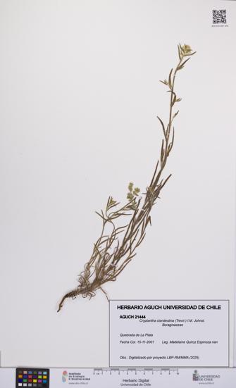 Cryptantha clandestina [Espécimen: UCH:AGUCH:0021444]