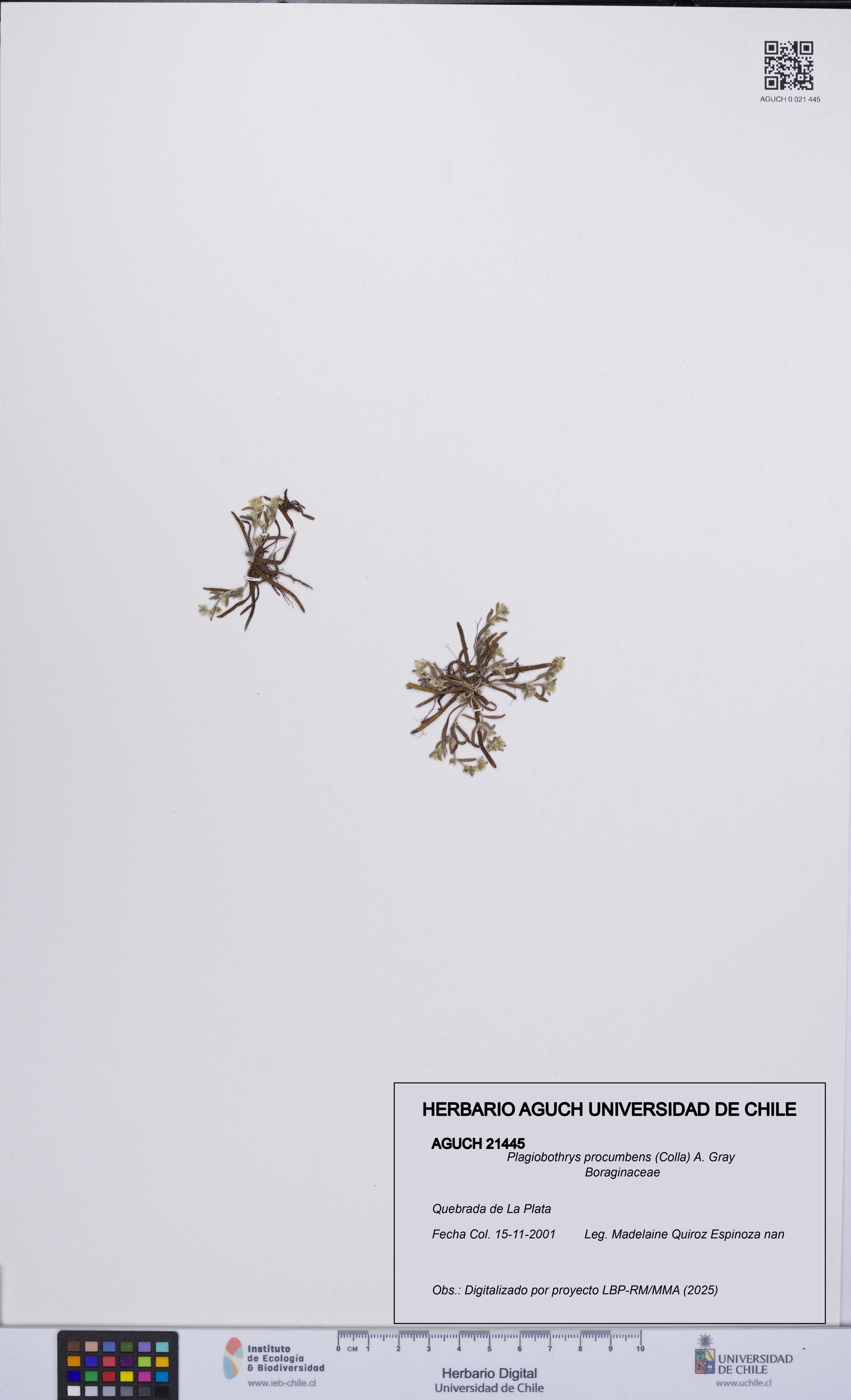 Plagiobothrys procumbens [Espécimen: UCH:AGUCH:0021445]
