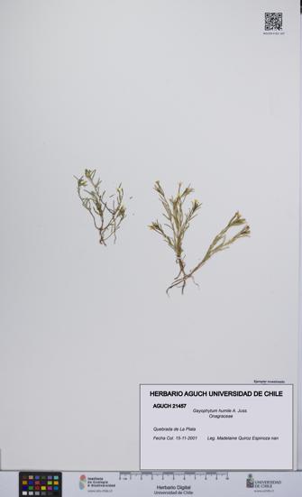 Gayophytum humile [Espécimen: UCH:AGUCH:0021457]