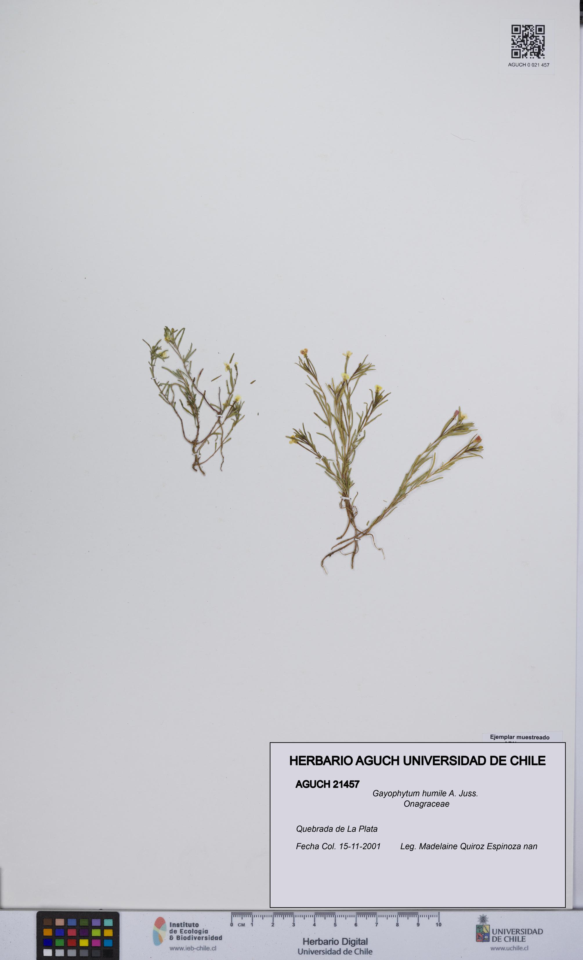 Gayophytum humile [Espécimen: UCH:AGUCH:0021457]