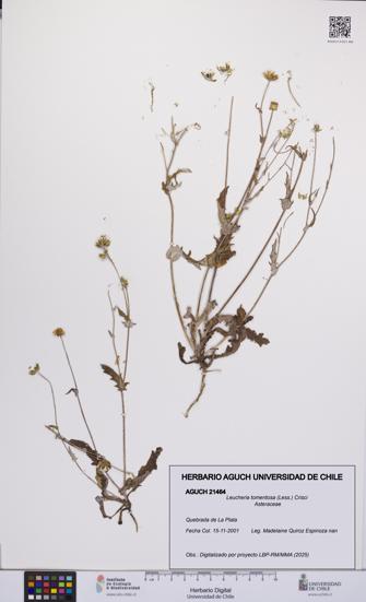 Leucheria tomentosa [Espécimen: UCH:AGUCH:0021464]