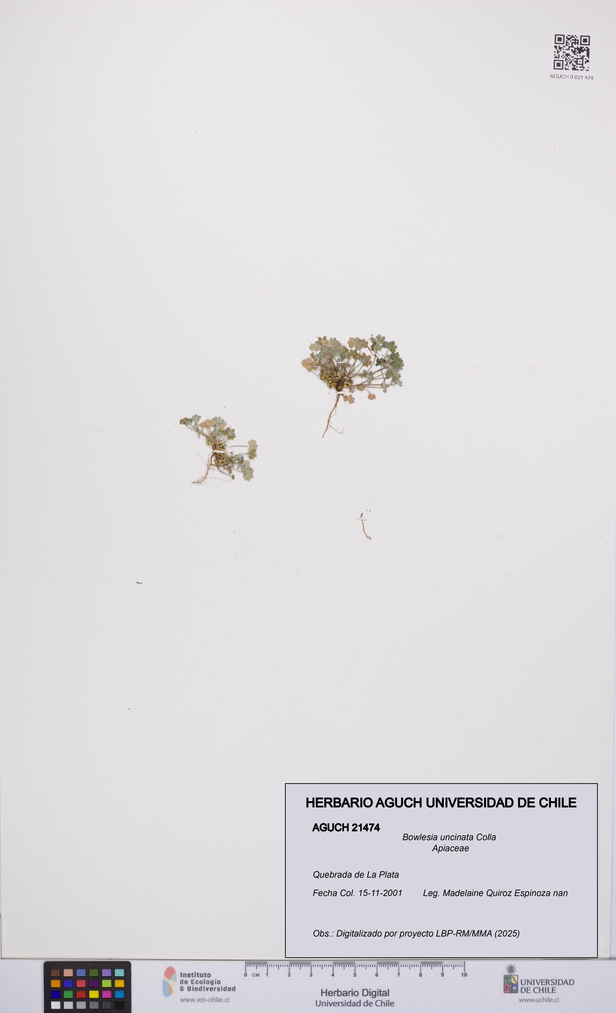 Bowlesia uncinata [Espécimen: UCH:AGUCH:0021474]