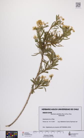 Baccharis salicifolia [Espécimen: UCH:AGUCH:0021475]