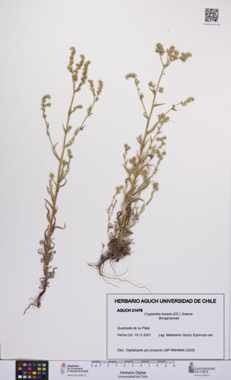 Cryptantha linearis [Espécimen: UCH:AGUCH:0021479]