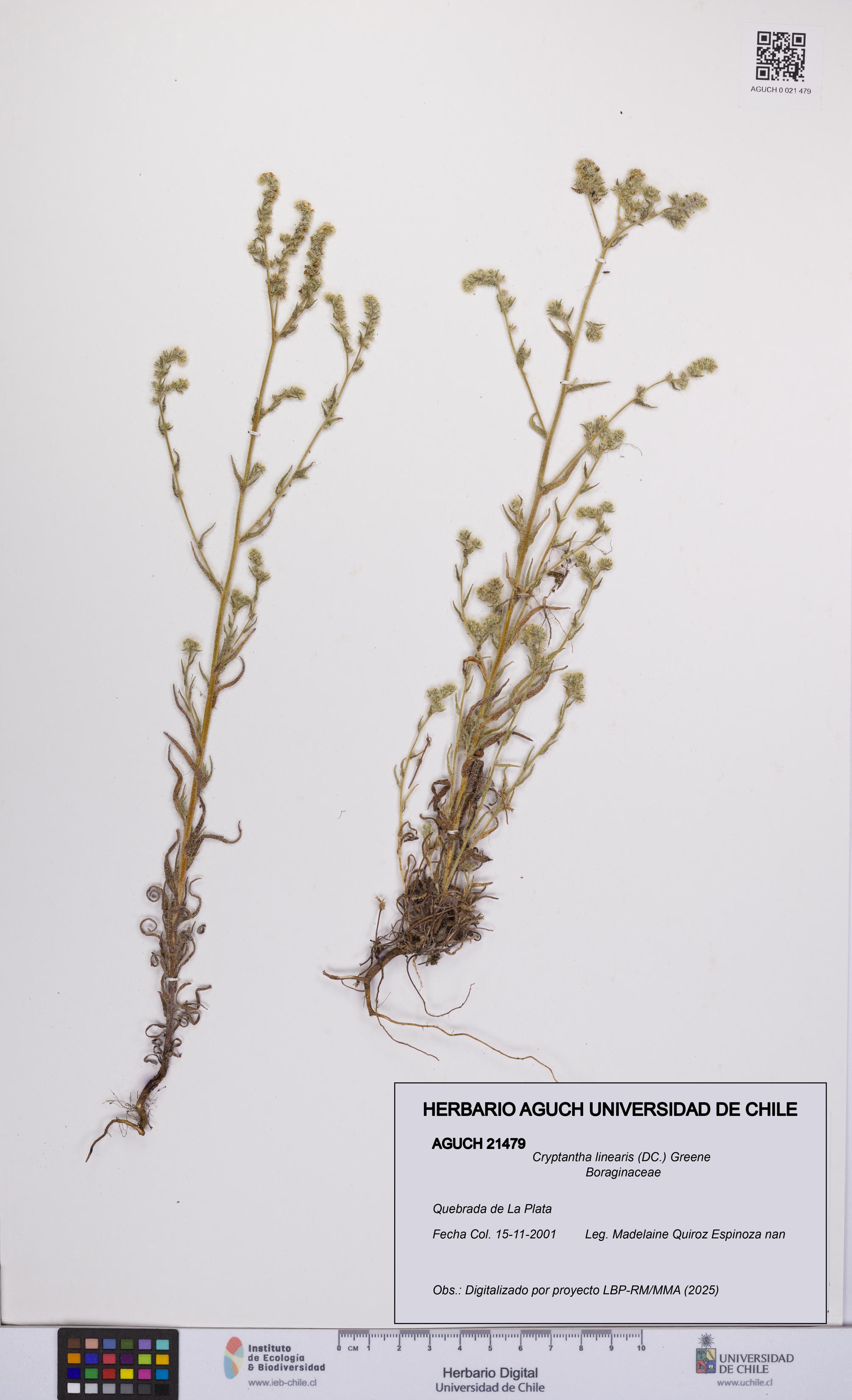 Cryptantha linearis [Espécimen: UCH:AGUCH:0021479]