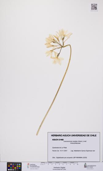 Leucocoryne ixioides [Espécimen: UCH:AGUCH:0021482]