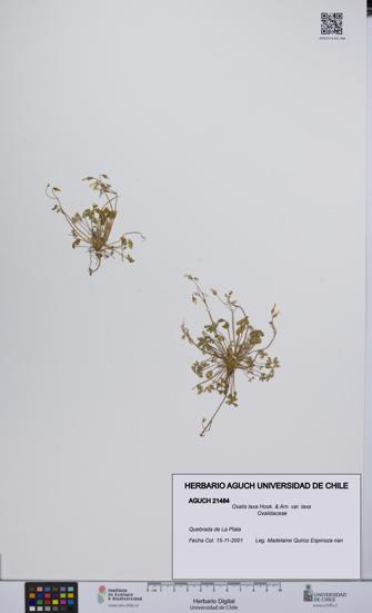 Oxalis laxa var. laxa [Espécimen: UCH:AGUCH:0021484]