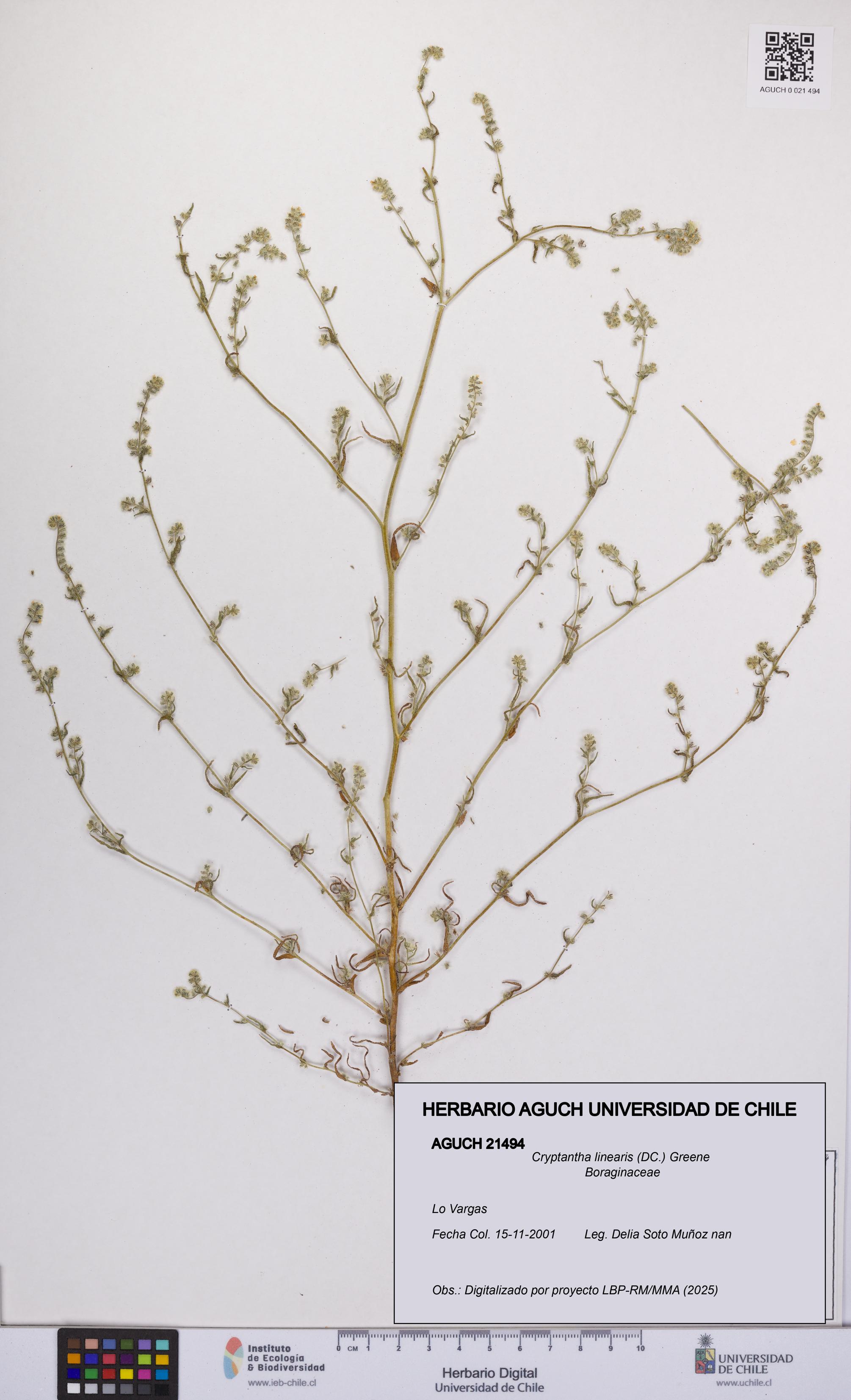 Cryptantha linearis [Espécimen: UCH:AGUCH:0021494]