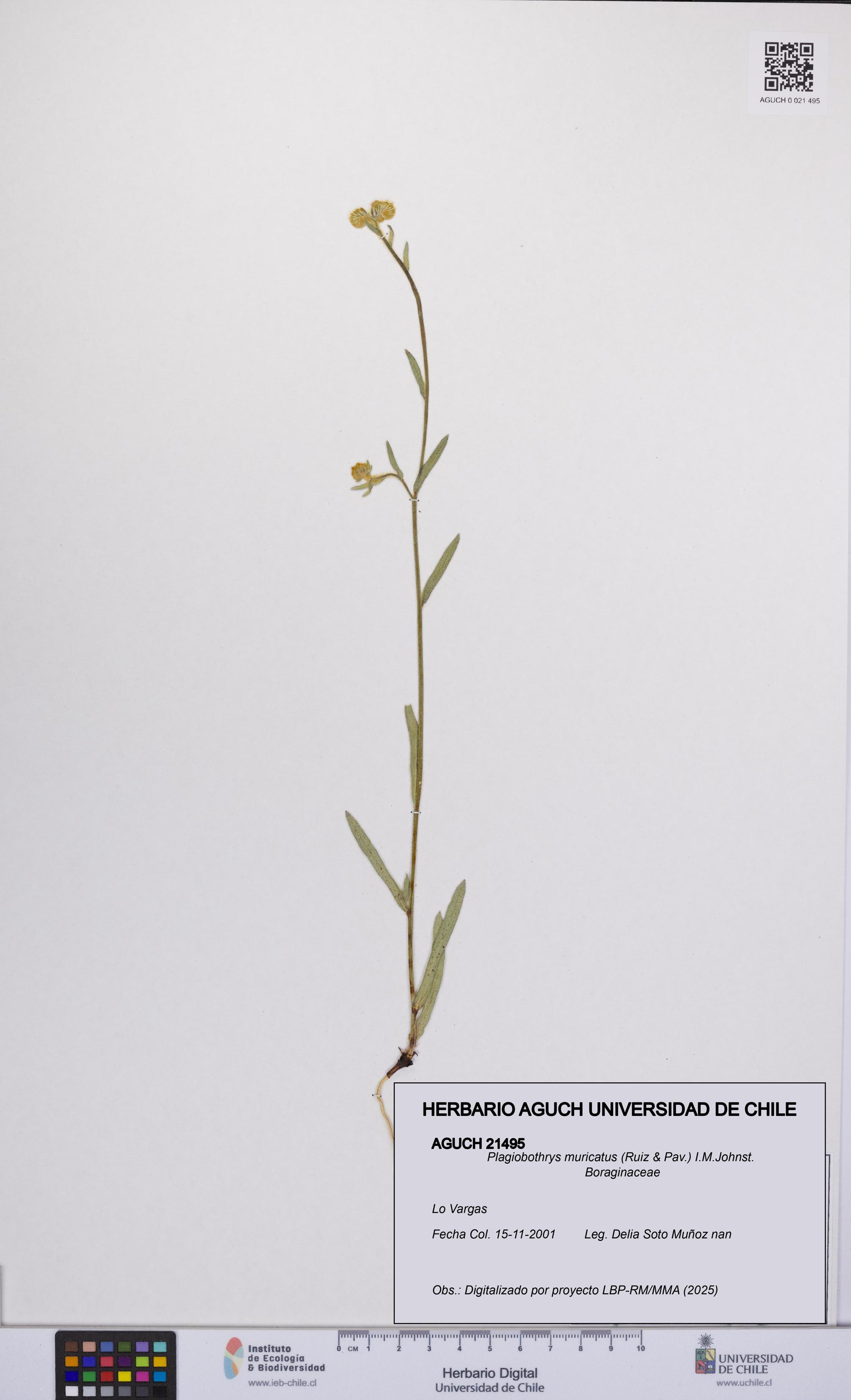 Plagiobothrys muricatus [Espécimen: ]
