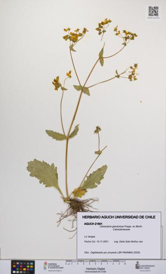 Calceolaria glandulosa [Espécimen: UCH:AGUCH:0021501]