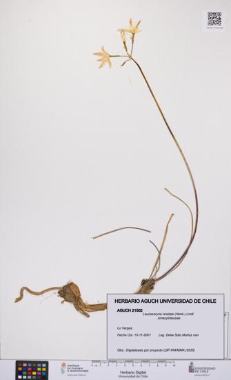 Leucocoryne ixioides [Espécimen: UCH:AGUCH:0021502]