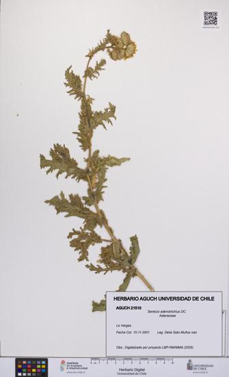 Senecio adenotrichius [Espécimen: UCH:AGUCH:0021510]