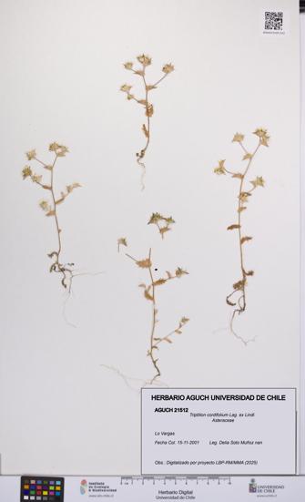 Triptilion cordifolium [Espécimen: UCH:AGUCH:0021512]