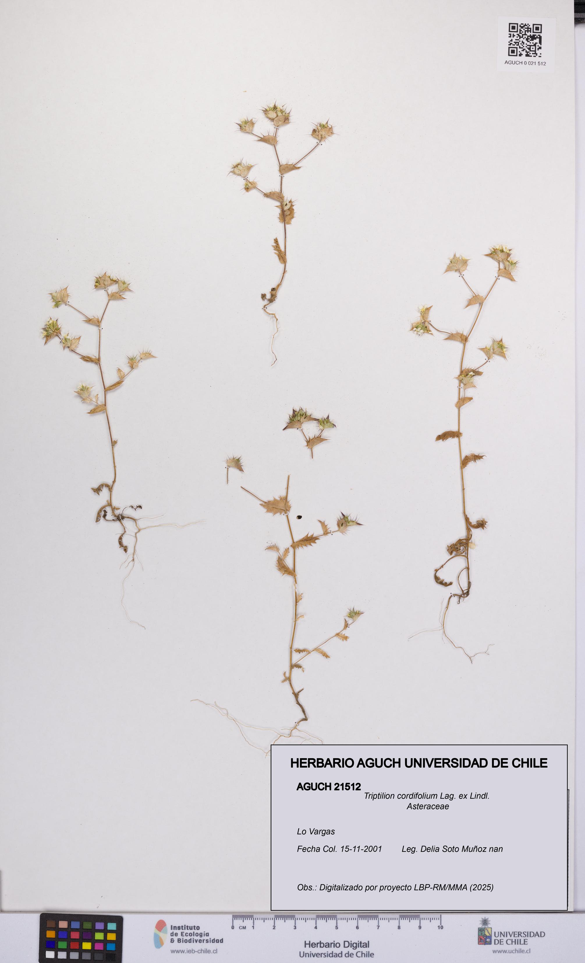 Triptilion cordifolium [Espécimen: UCH:AGUCH:0021512]