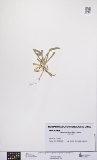 Agoseris chilensis [Espécimen: UCH:AGUCH:0021523]