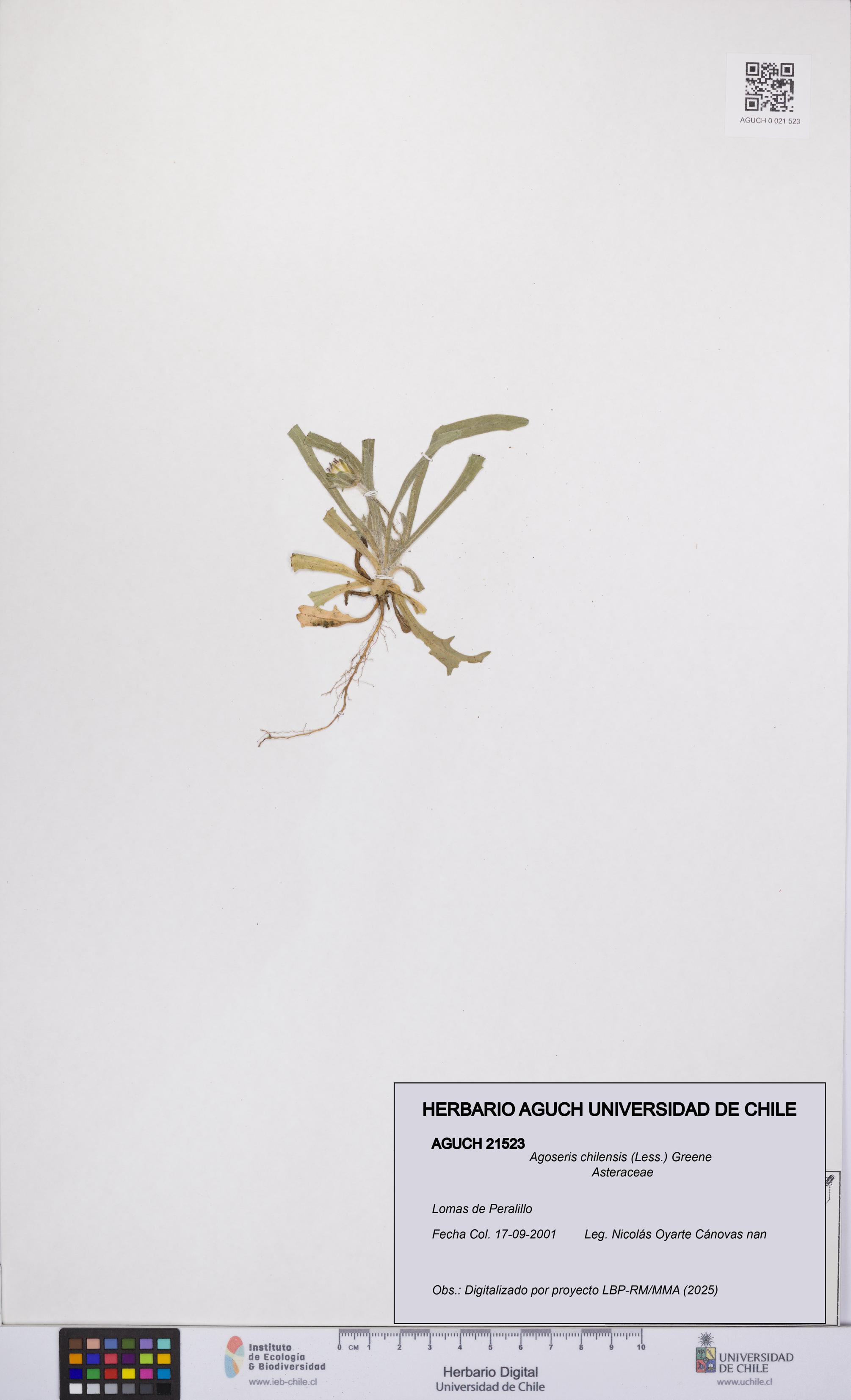 Agoseris chilensis [Espécimen: UCH:AGUCH:0021523]