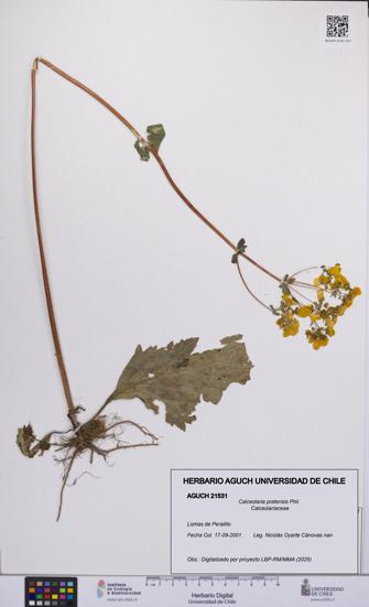 Calceolaria pratensis [Espécimen: UCH:AGUCH:0021531]