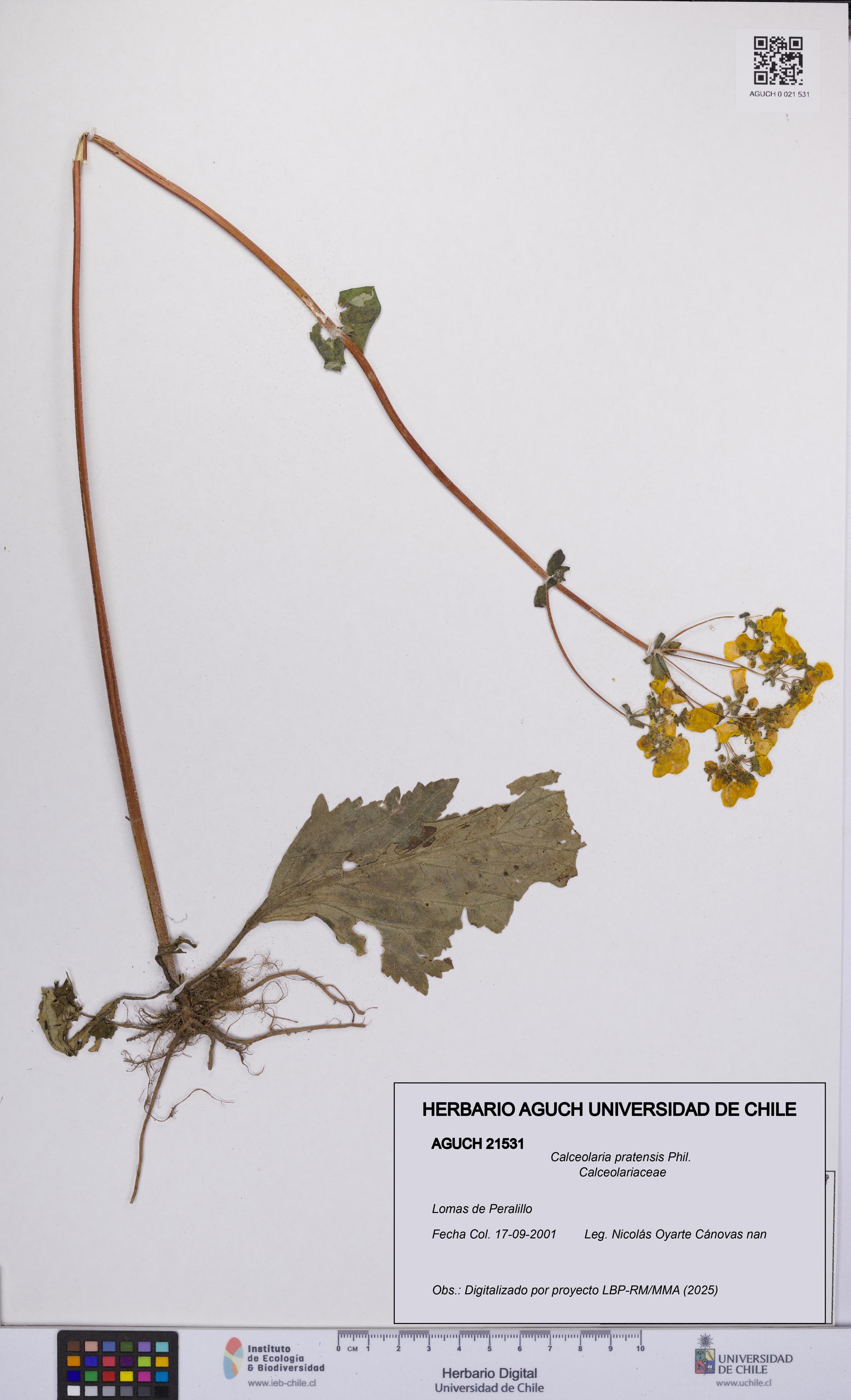 Calceolaria pratensis [Espécimen: UCH:AGUCH:0021531]