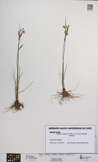 Olsynium junceum [Espécimen: UCH:AGUCH:0021534]