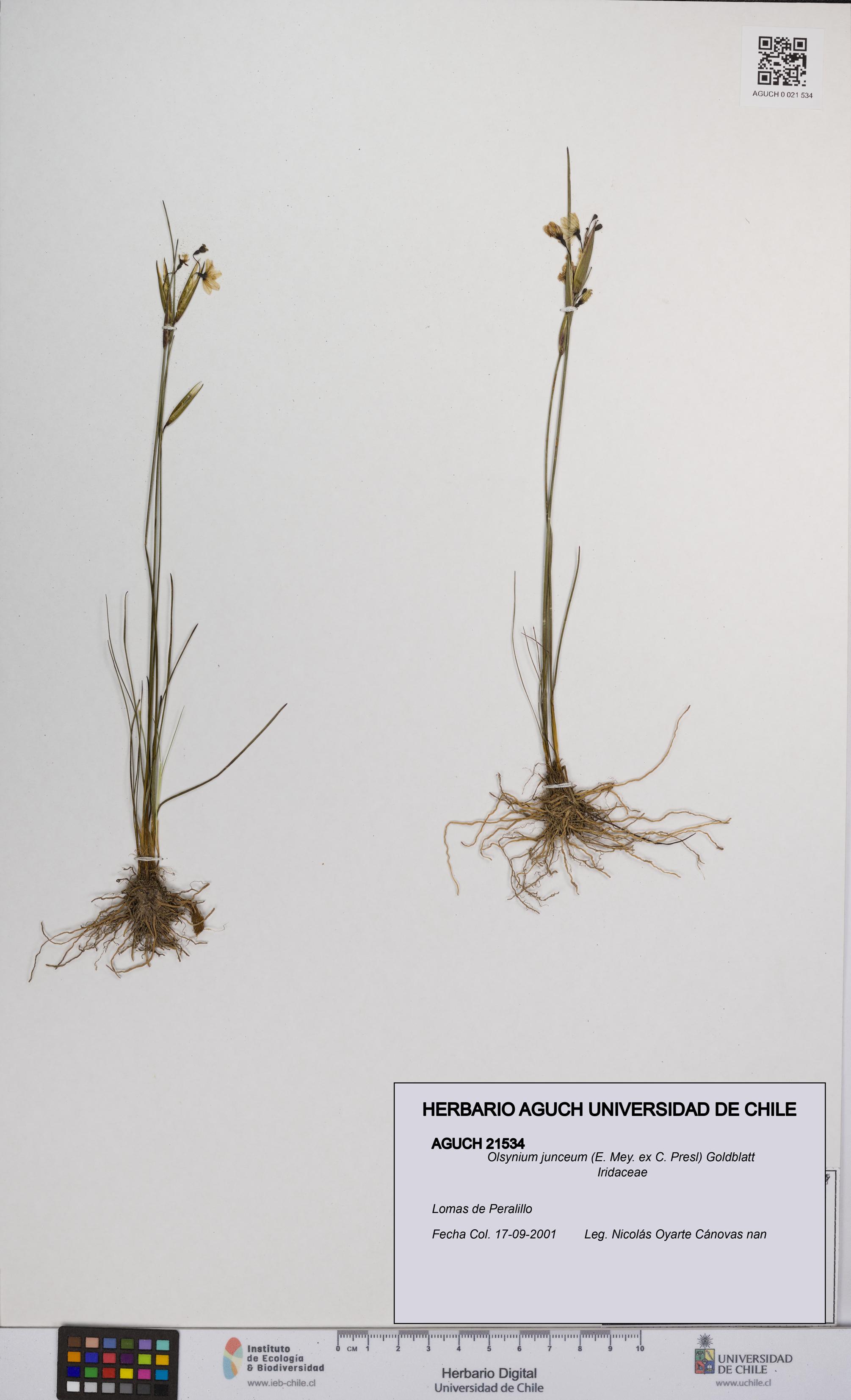 Olsynium junceum [Espécimen: UCH:AGUCH:0021534]