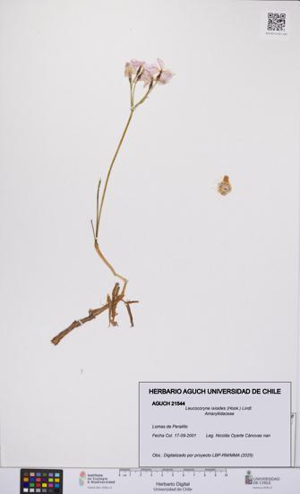 Leucocoryne ixioides [Espécimen: UCH:AGUCH:0021544]