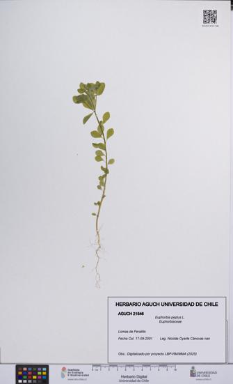 Euphorbia peplus [Espécimen: UCH:AGUCH:0021546]