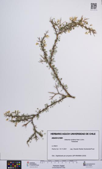 Adesmia conferta [Espécimen: UCH:AGUCH:0021551]