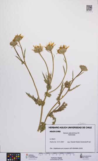 Senecio adenotrichius [Espécimen: UCH:AGUCH:0021552]