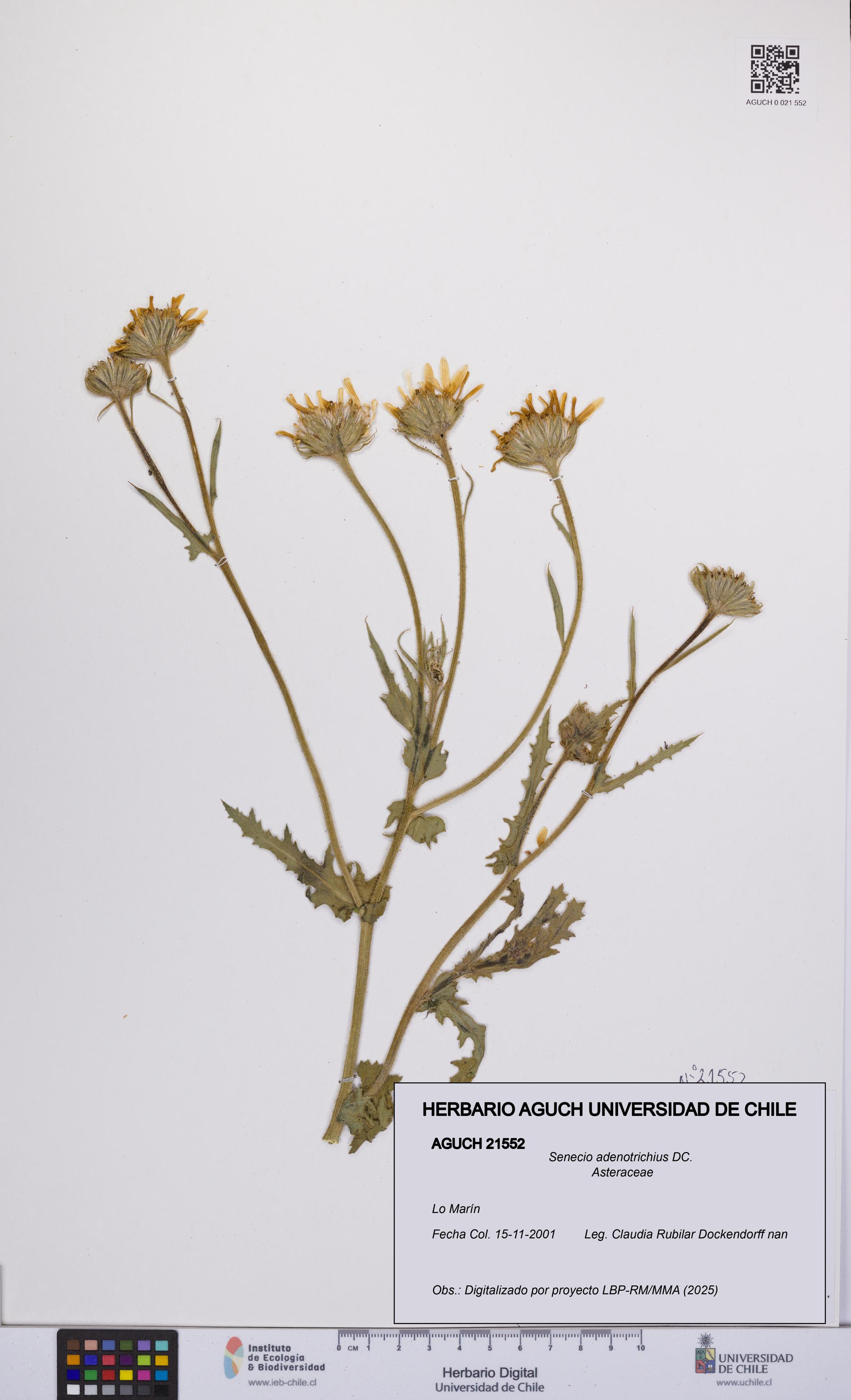 Senecio adenotrichius [Espécimen: UCH:AGUCH:0021552]