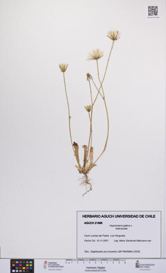Hypochaeris glabra [Espécimen: UCH:AGUCH:0021585]